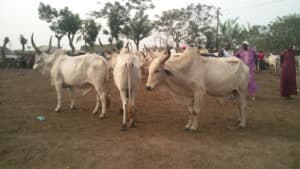 15 Best Places to Visit in Cameroon - The Crazy Tourist